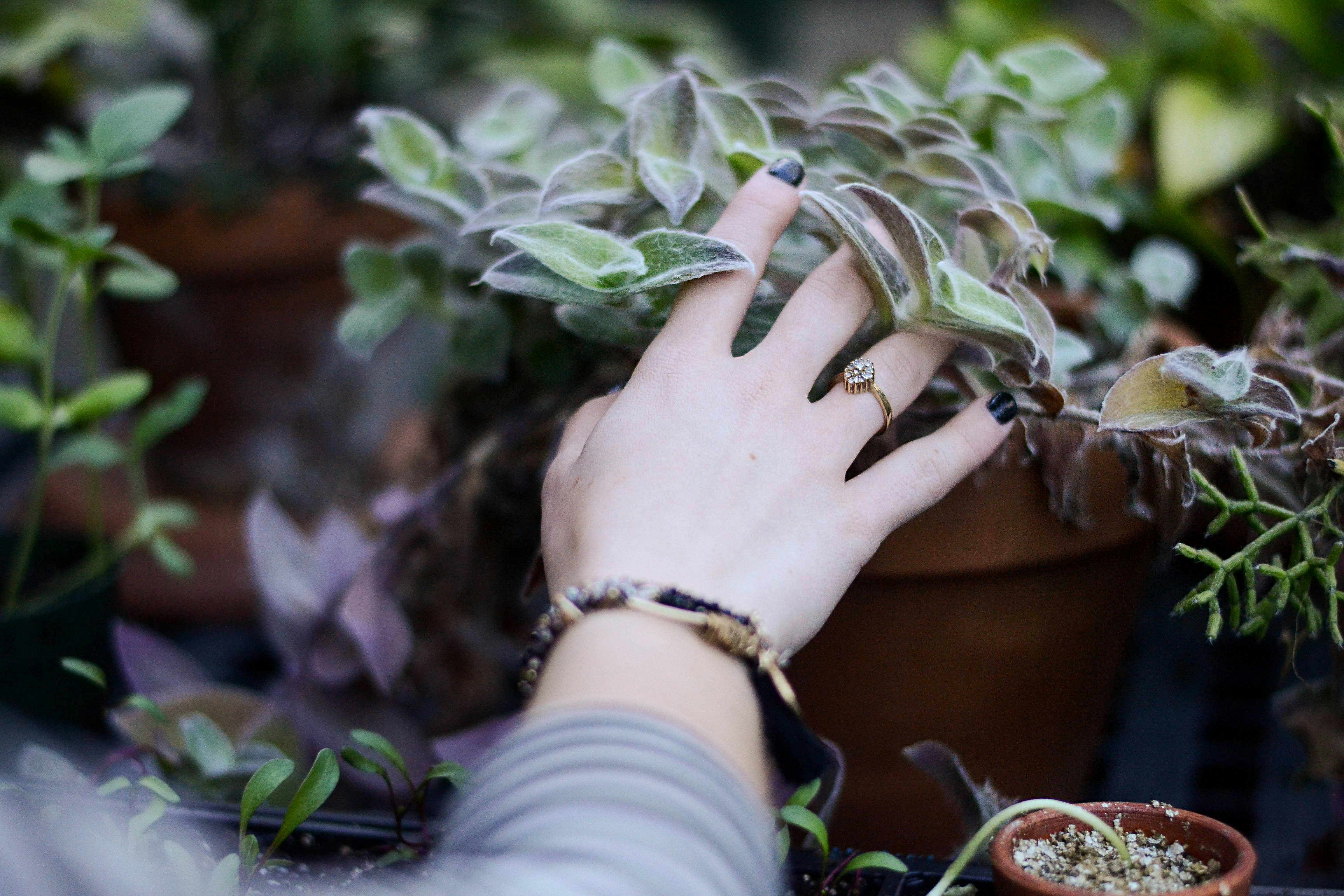 person holding green succulent plant